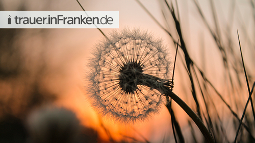 Hyperregionale Traueranzeigen schalten: jetzt auch im Wochenblatt